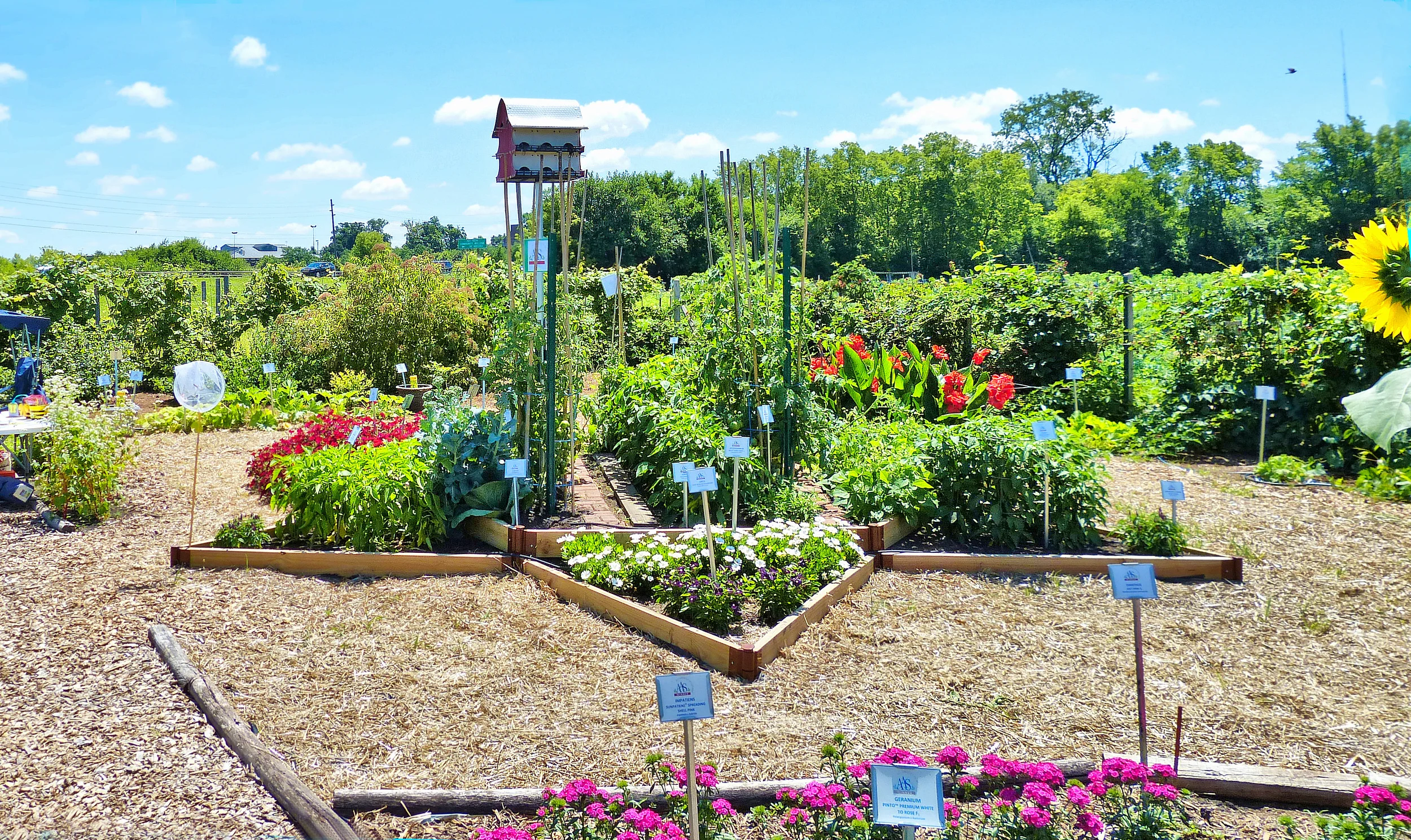 ☘️aiiKEN72*Garden☘️AG202507 All American Selections Garden — Master Gardener Association of